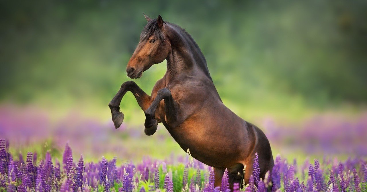 種牡馬の歩様と馬体構造から 走る産駒の特徴を見極める 114頭 一口馬主マスターb Note