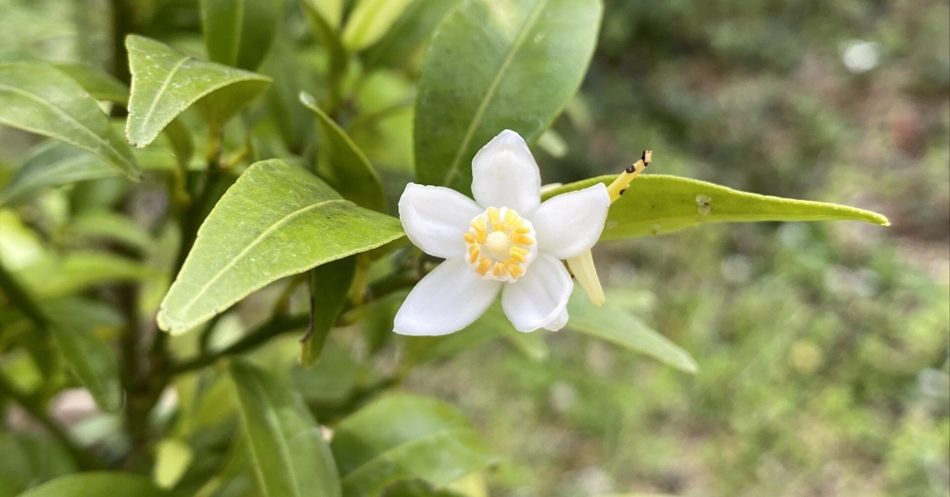 たちばなの花｜鈴木咲子/ Sakiko Suzuki