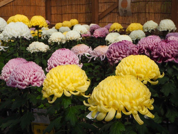 三渓園では、11月24日(日)まで「菊花展」開催中です。