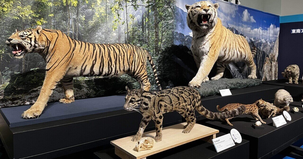 大阪、鳥取】特別展 ネコ@大阪市立自然史博物館｜アート王子 @エンタメ