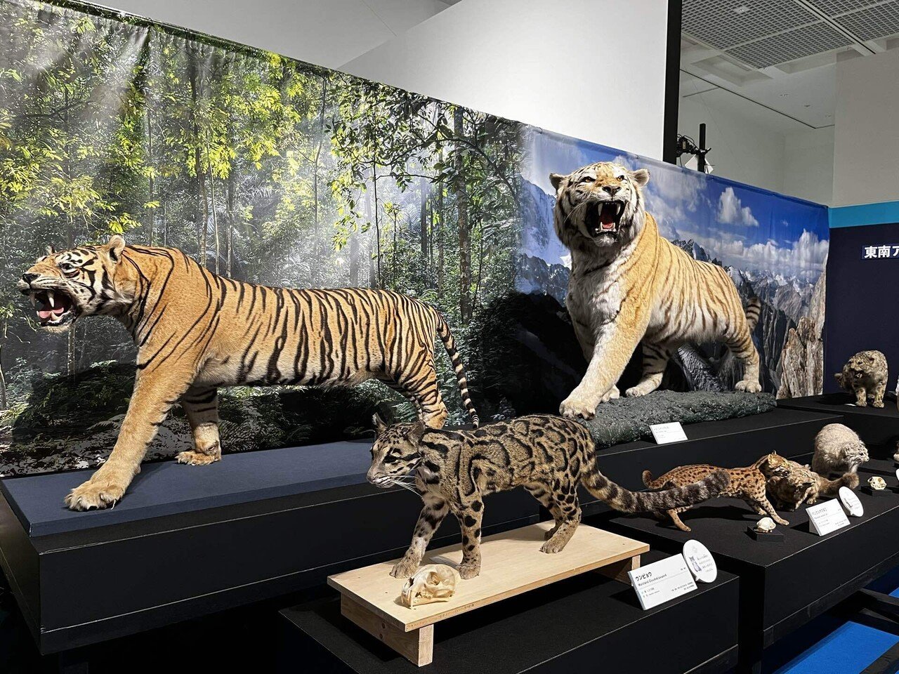 ネコ　大阪 直筆サイン•イラスト入】ヤノベケンジ SHIP'S CAT(MUSE) 大阪中之島