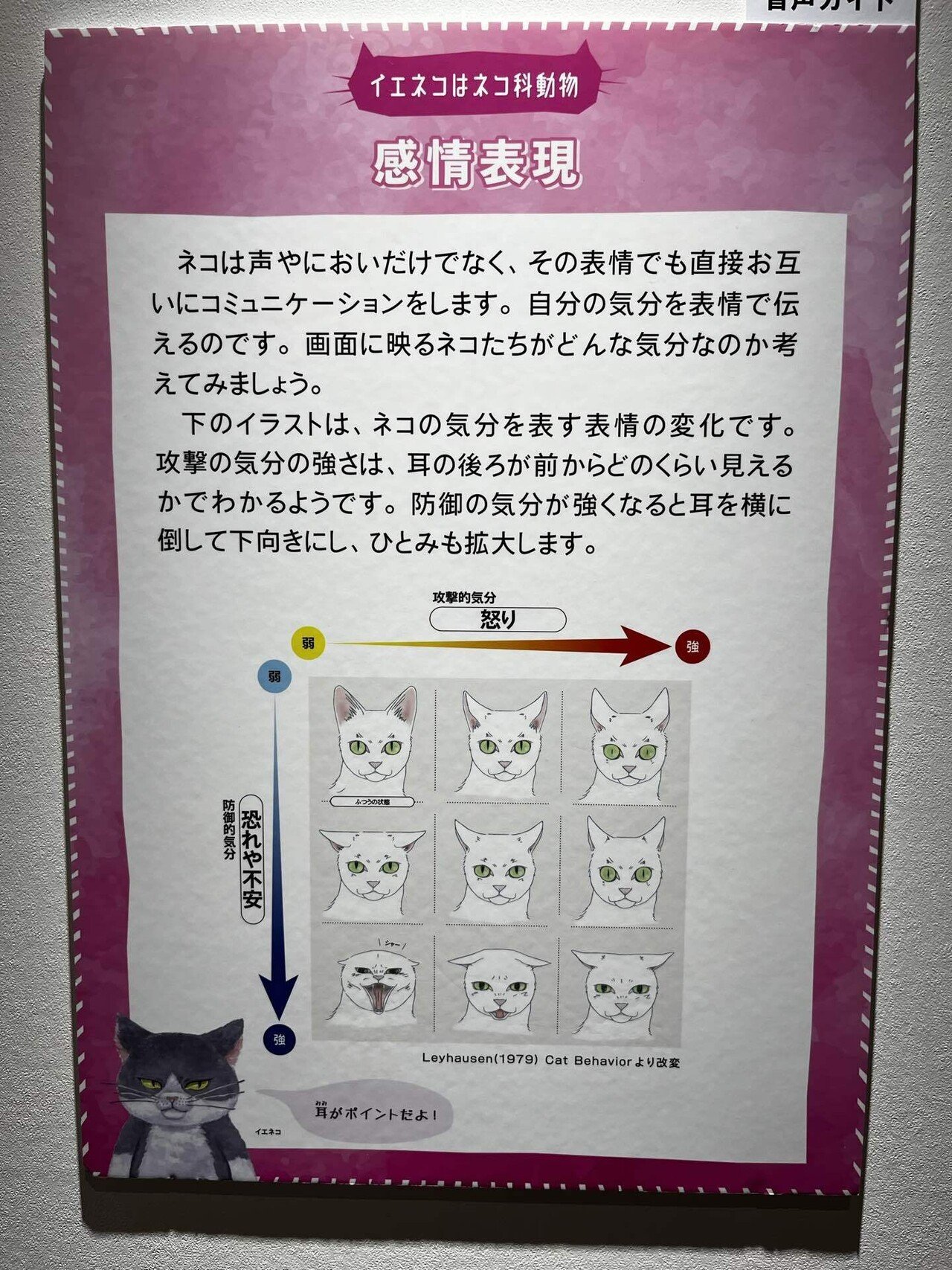 ネコ　大阪 コラボ情報更新・7月13日いよいよ開幕！】特別展「ネコ」 ～にゃんと