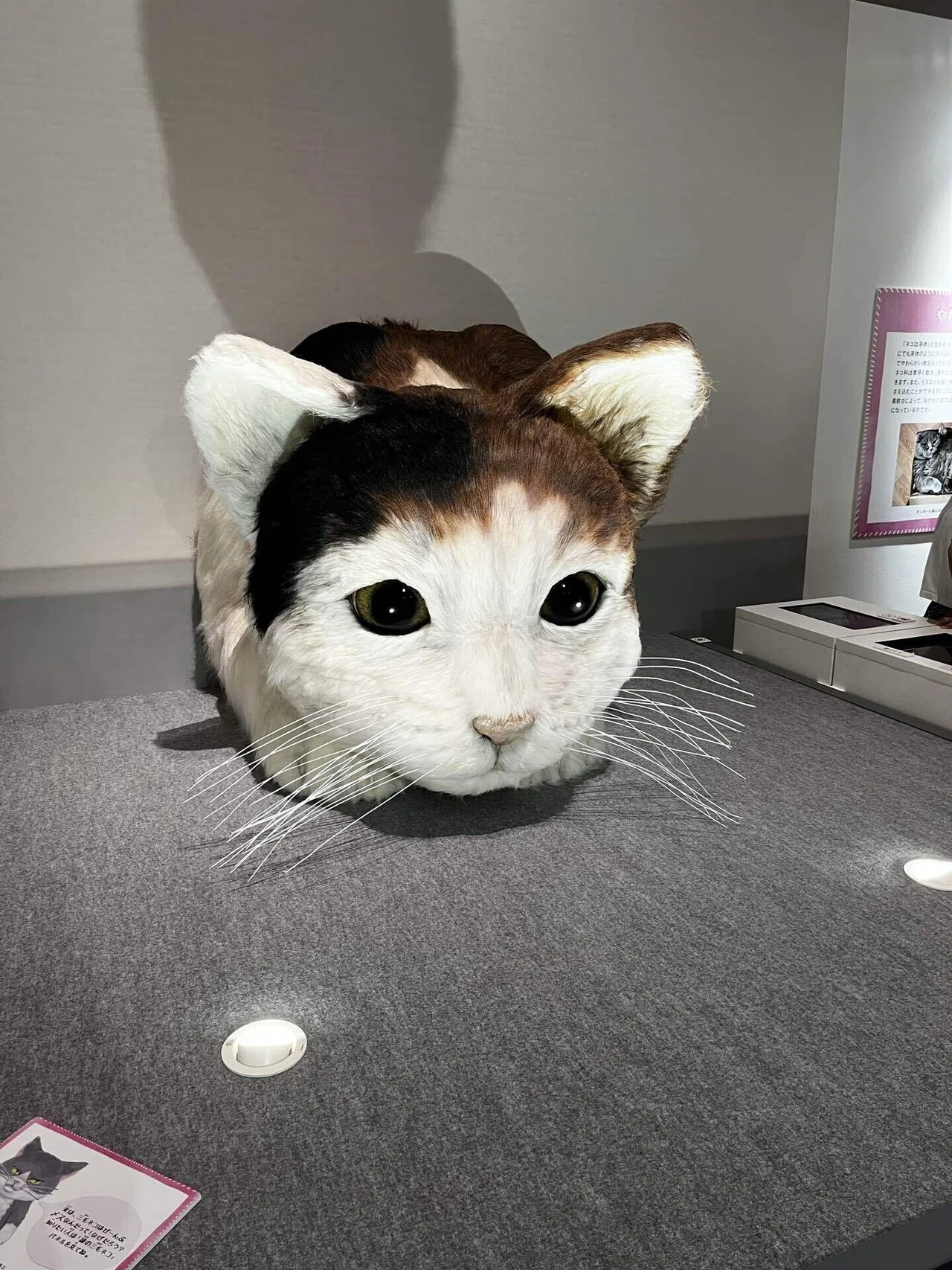 大阪、鳥取】特別展 ネコ@大阪市立自然史博物館｜アート王子 @アート研究所