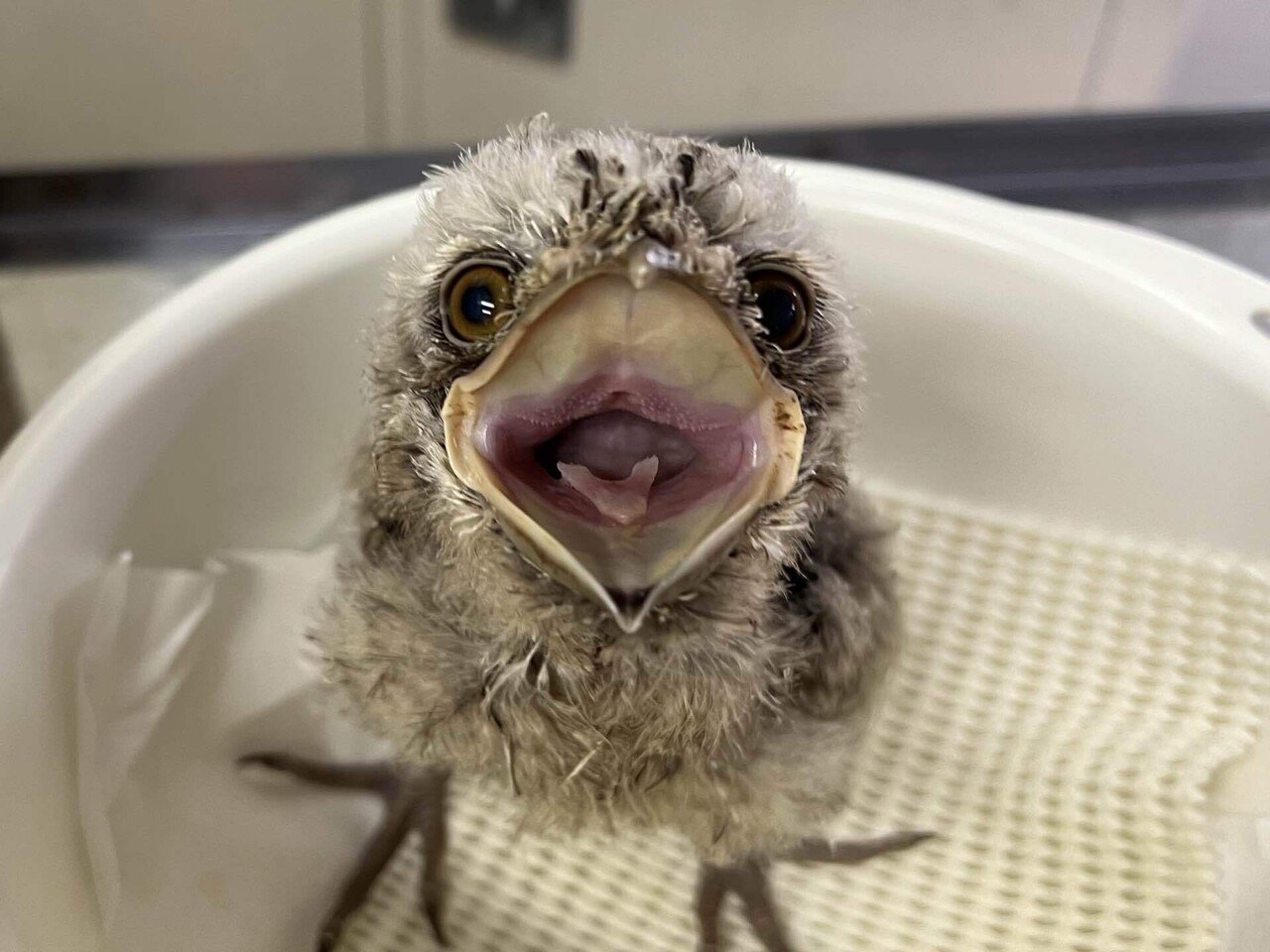 ガマグチヨタカ成長記録 後編｜那須どうぶつ王国公式note