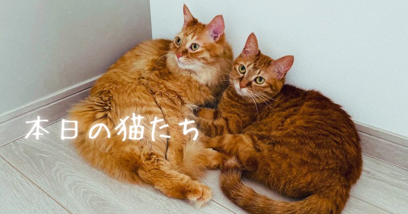 CATS キャッツ ストラップ 25周年