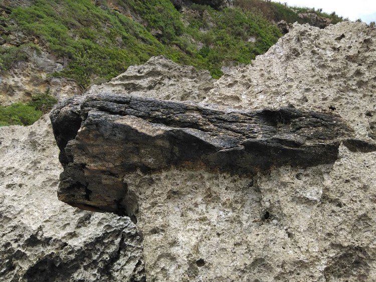 30年ぶりに再発見してきた、仲原化石(70万年前くらいのクジラの化石)。
さすがに足がパンパンになるほど、岩だらけの崖を下り、岩だらけの干潮の海岸線を歩いた。