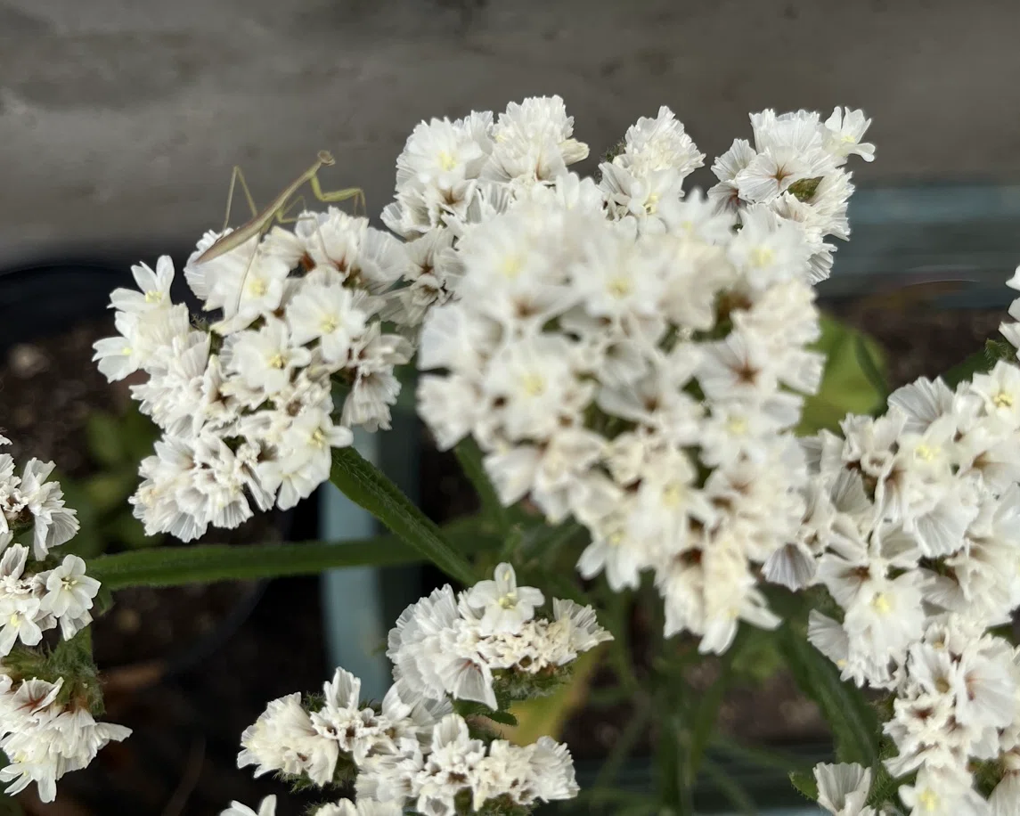 お墓参りのお供え用の花を苗から育ててみた結果|kinui / 家が好き 庭作りと暮らしを楽しむ