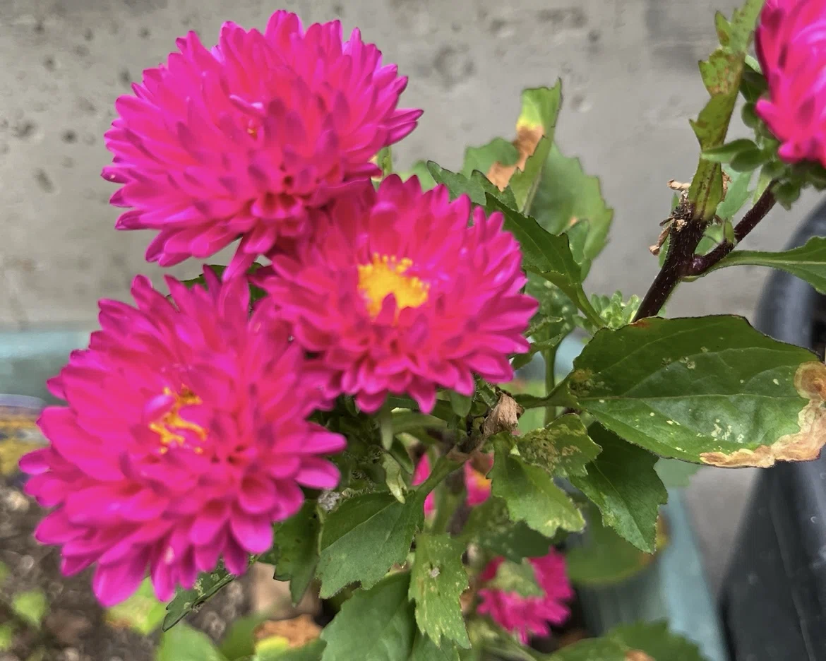 お墓参りのお供え用の花を苗から育ててみた結果|kinui / 家が好き 庭作りと暮らしを楽しむ