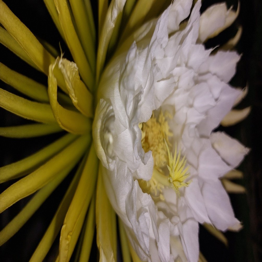 夜の女王」が大輪の花を咲かせる時｜Pflanzenjäger