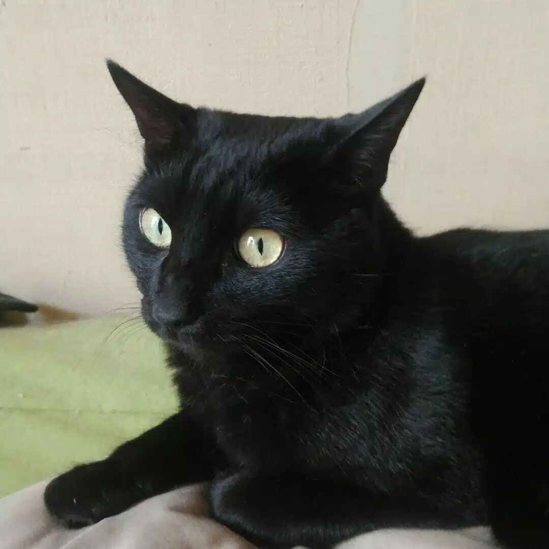 にっしー