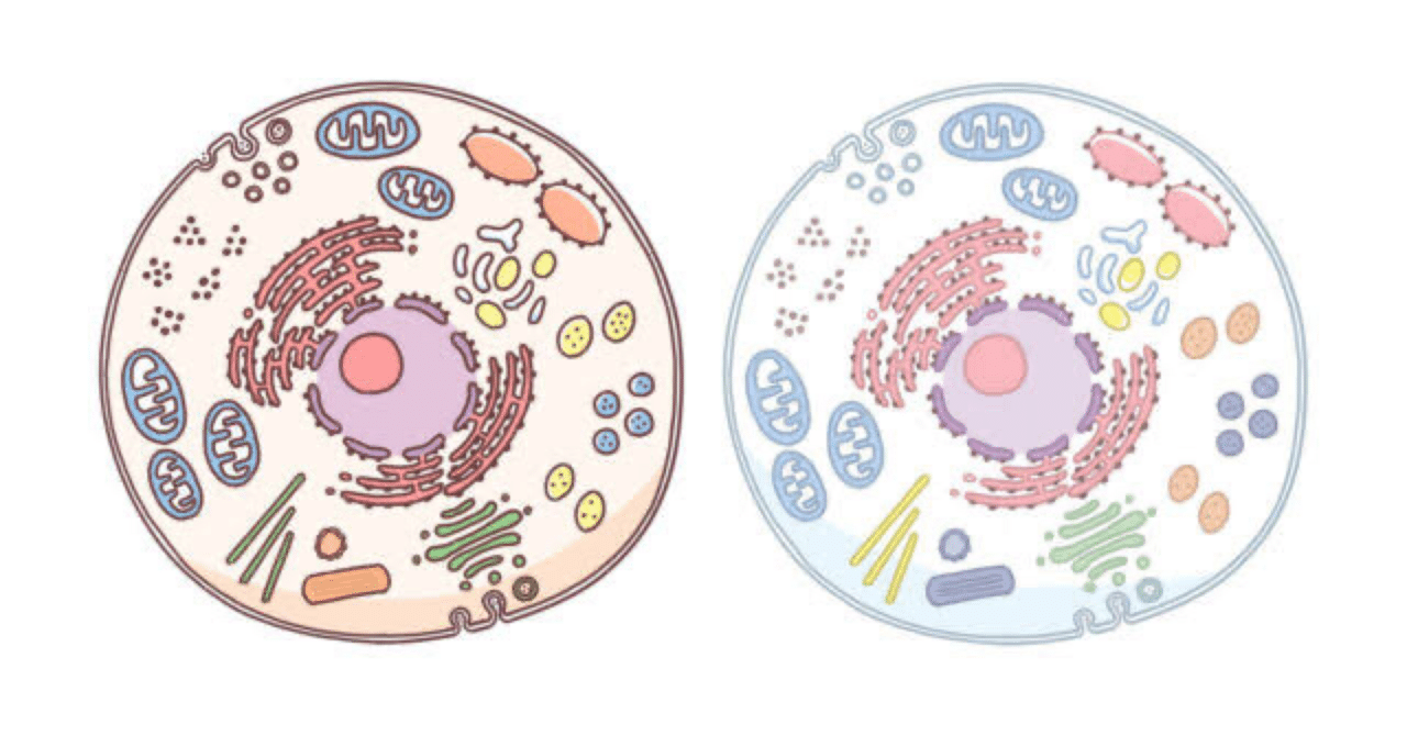 解説】細胞の構造と働きについて｜江戸っ子, image size:1280x670