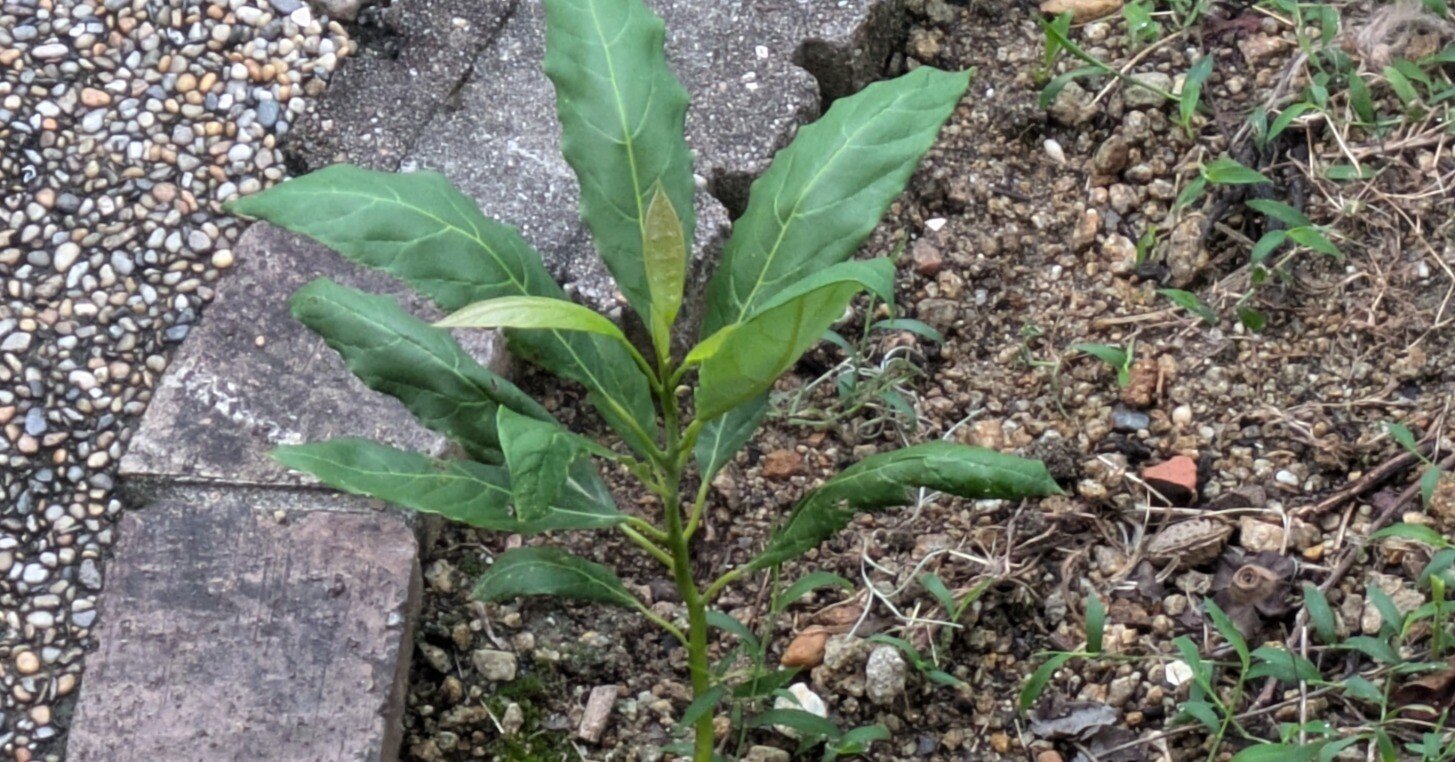 アボカドの木、日本で育つ｜足立保之🎈
