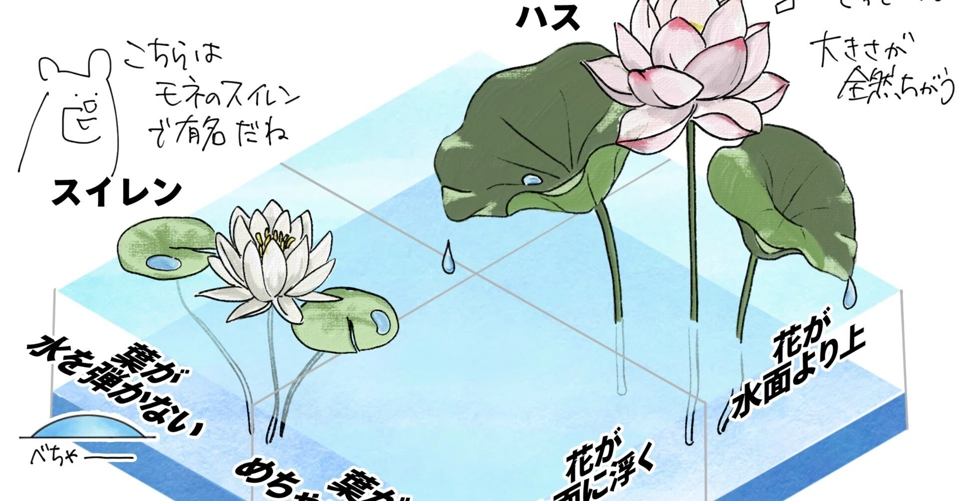 ハスの葉はぷるんぷるん弾く｜くますけ｜自然ガイド・クリエイター