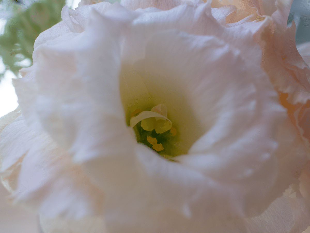 リコー•GXR A12 GRレンズ 50mm MACRO|beach_wave888 リコー•GXR A12 GRレンズ 50mm MACRO|beach_wave888