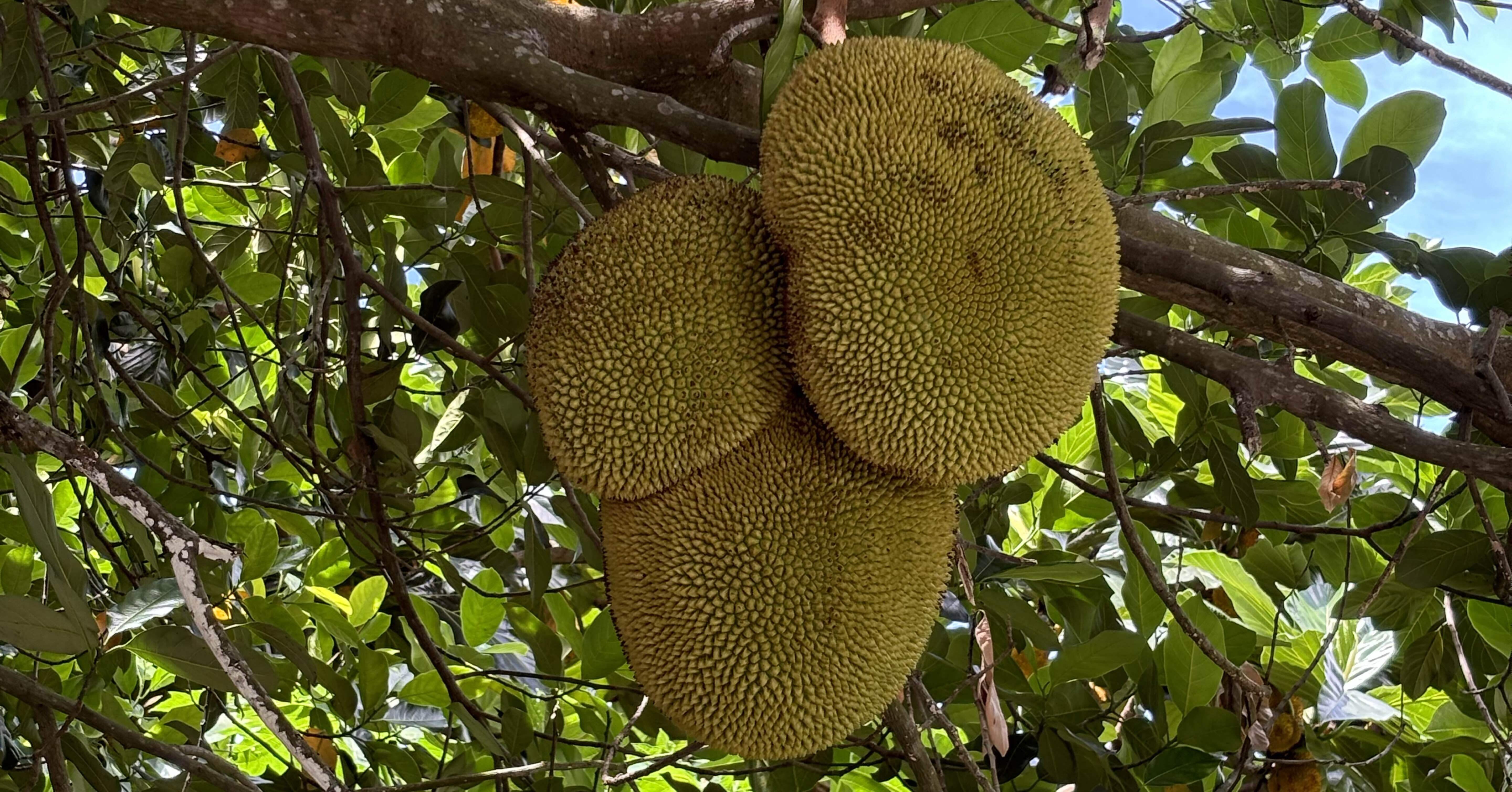 我が家の隣に巨大果実が！｜さち