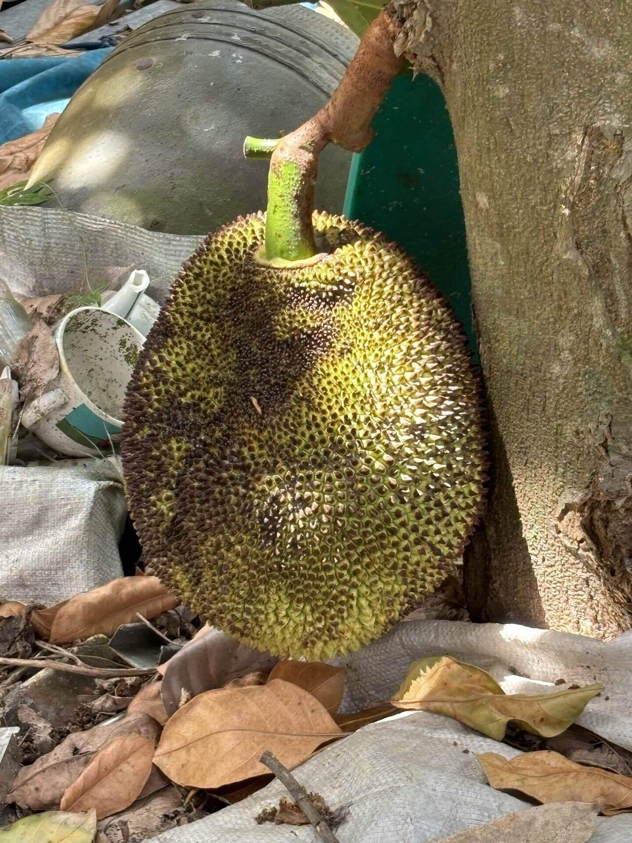 我が家の隣に巨大果実が！｜さち