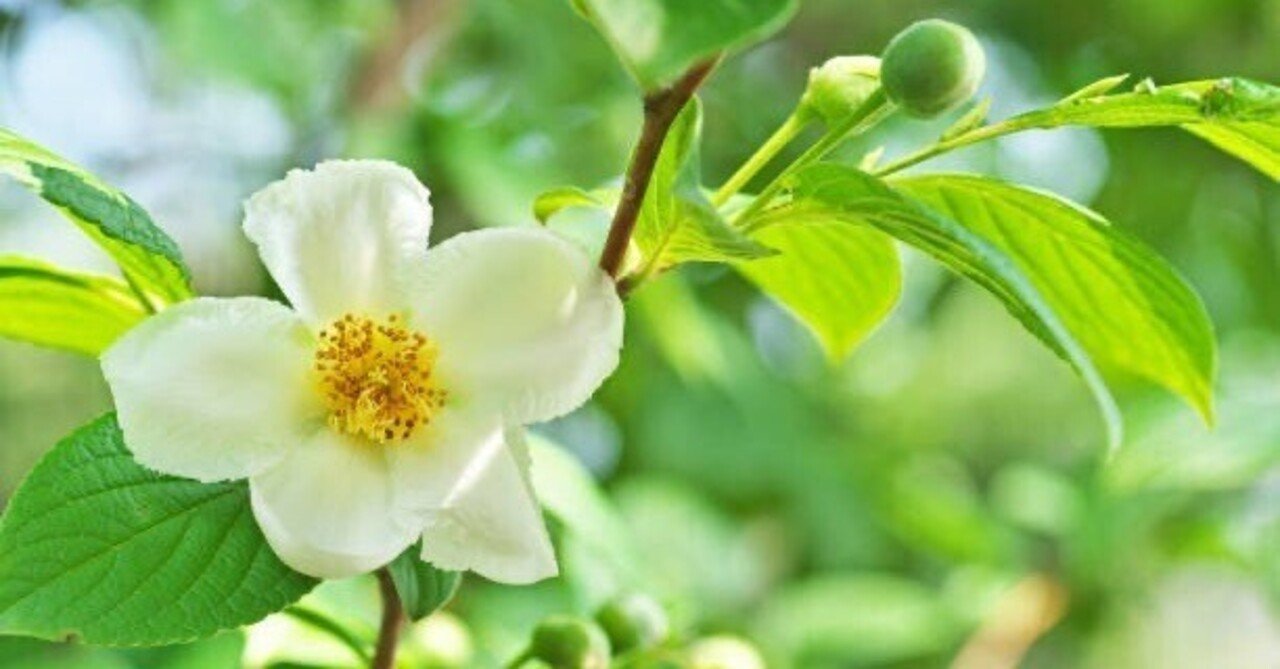 はななつ 7月15日の誕生花🌸｜篤也響究拓光／トクナリヒビキタクミ