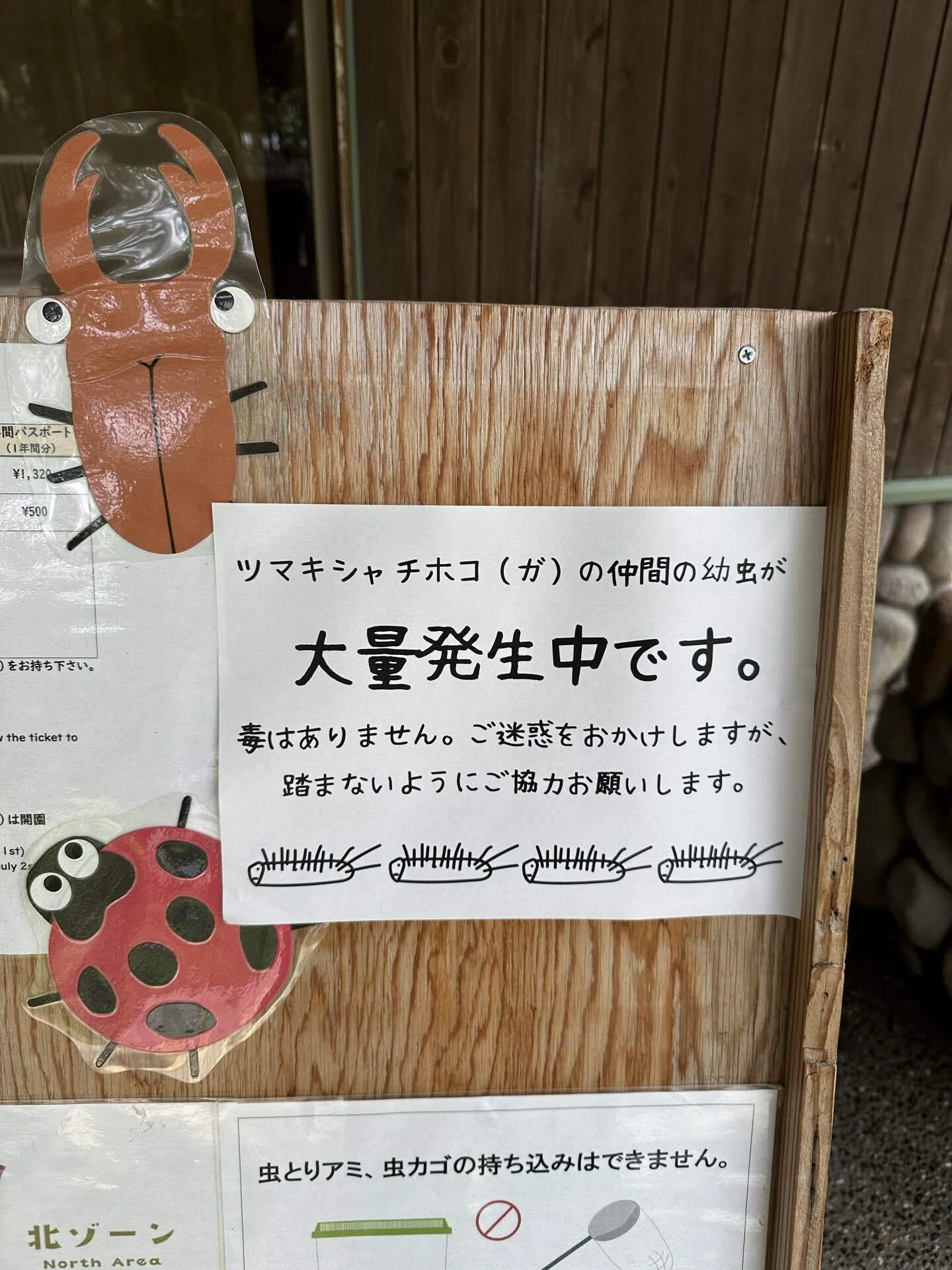 シャチホコガの仲間の幼虫が大量発生中！｜竜洋昆虫自然観察公園