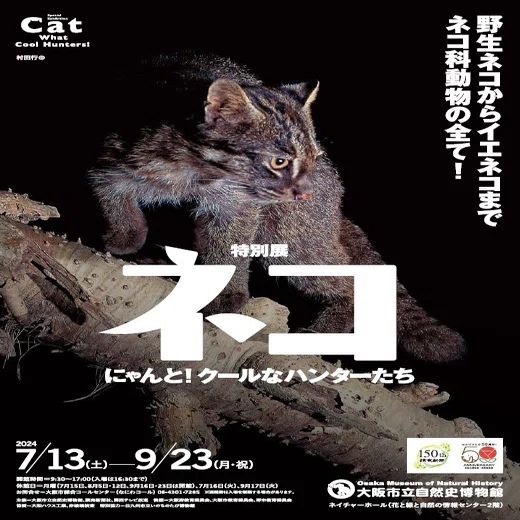 ネコ展(大阪市立自然史博物館)｜いろ