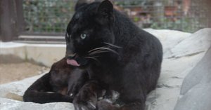 クロヒョウ図鑑 Black Leopard｜M_ayumi