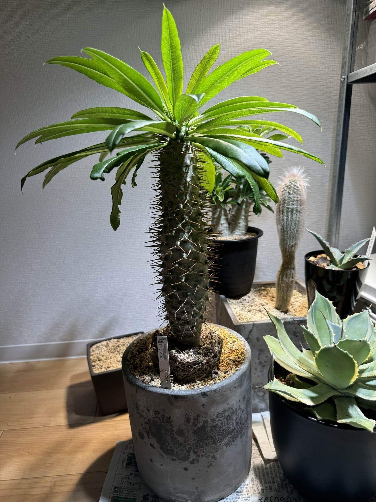 送料無料 店舗 パキポディウム var lamerei Pachypodium フィヘレネンセ 塊根植物・コーデックス