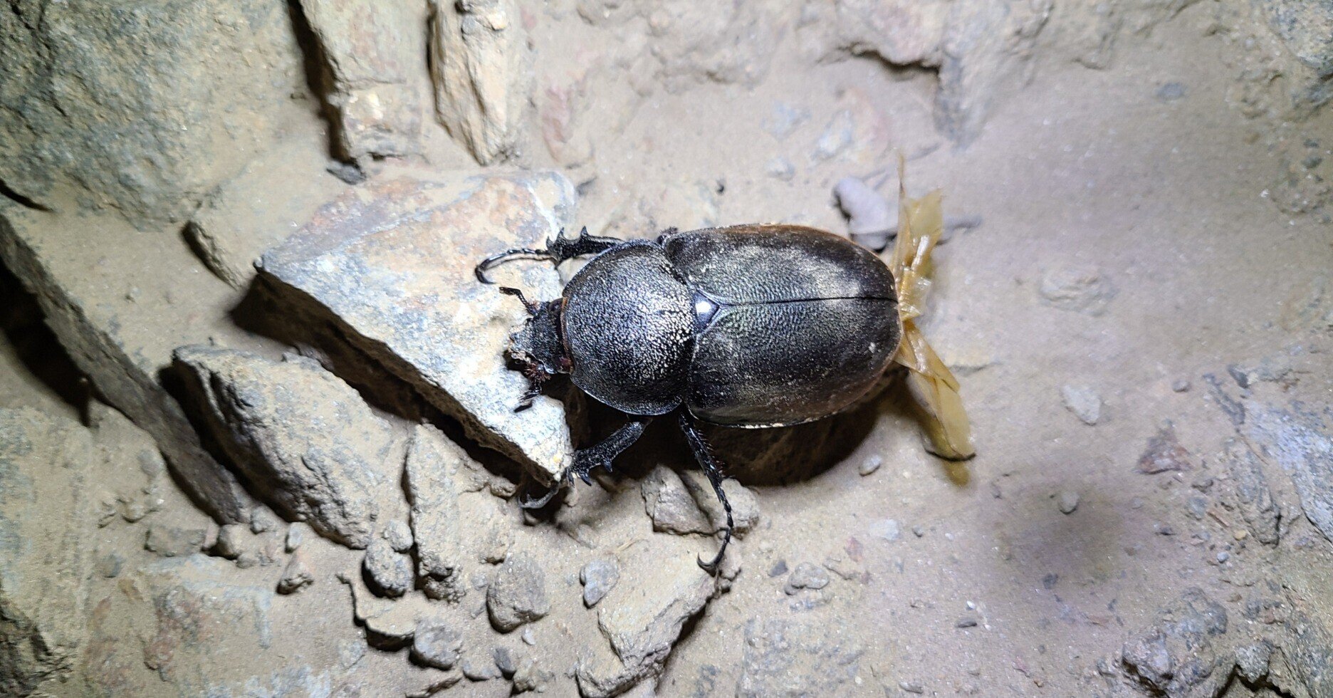 ヘラクレスオオカブト ♂♀ 飛羽  標本 DHヘラクレスオオカブト♂152mm 飛翔標本 | オオクワ京都昆虫館