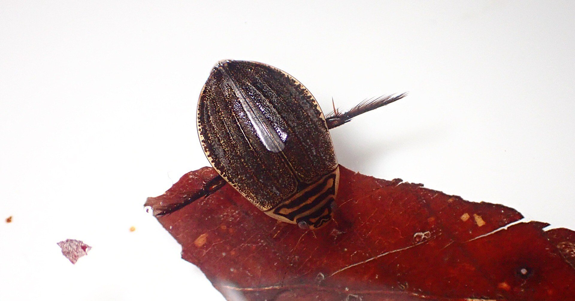 メススジゲンゴロウ｜Hinata