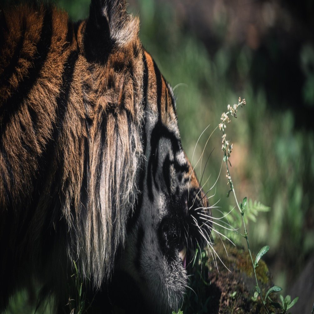 写真】Z8でハマった動物撮影について｜yama