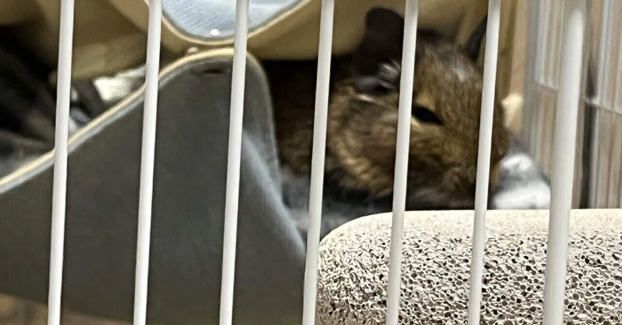 Degu Adoption Diary: First Vet Visit｜まやまさん