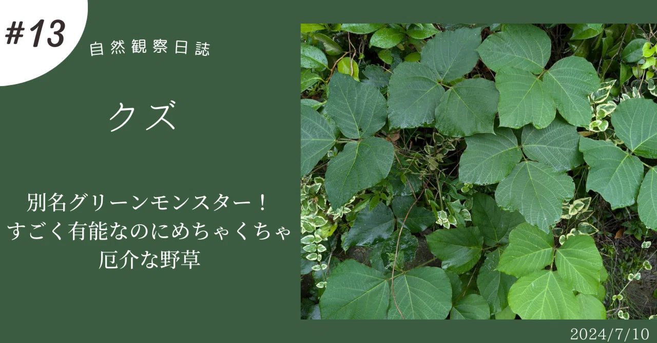 クズ 別名グリーンモンスター！すごく有用なのにめちゃくちゃ厄介な