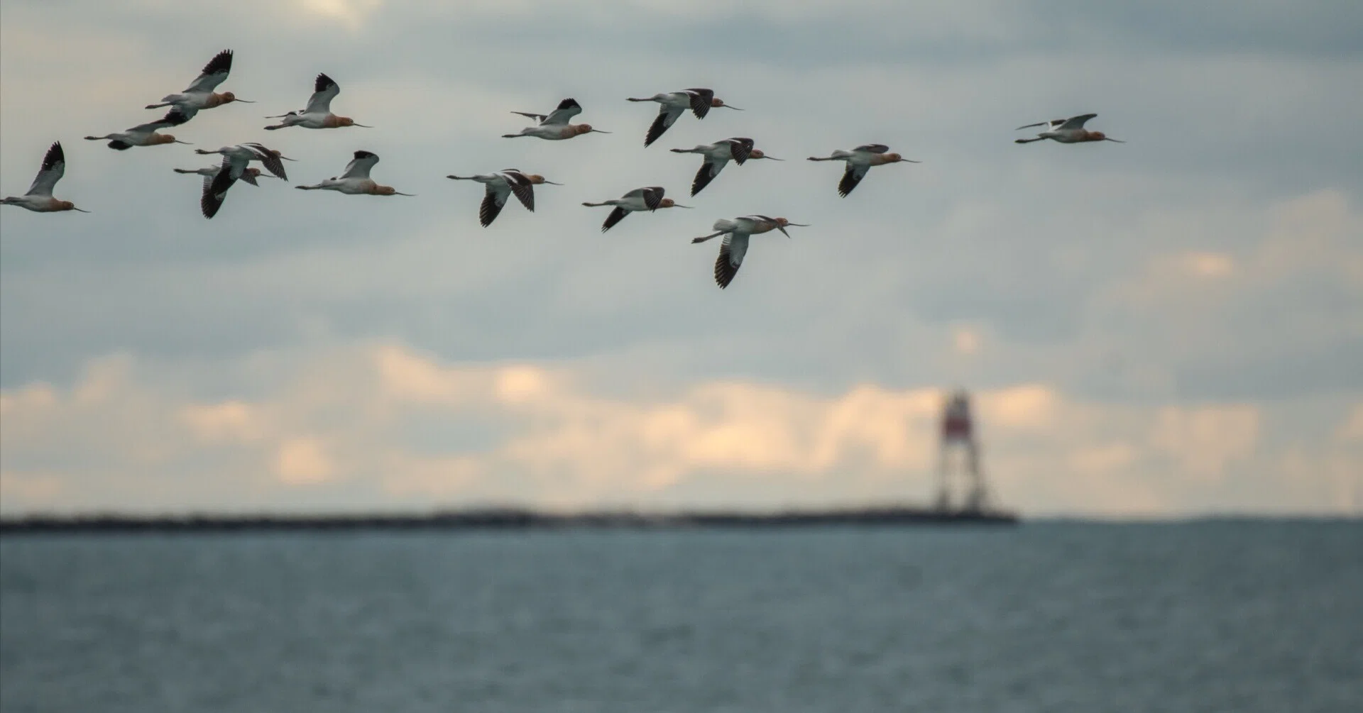 シカゴでバードウォッチング！】 American Avocet アメリカ反嘴丈高鷸 