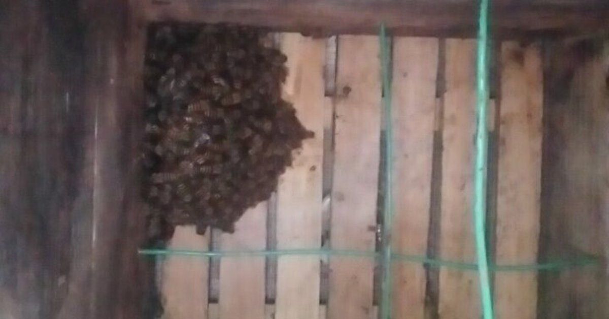 ニホンミツバチの群れが巣を捨てたので強制捕獲し、花の多い遠方