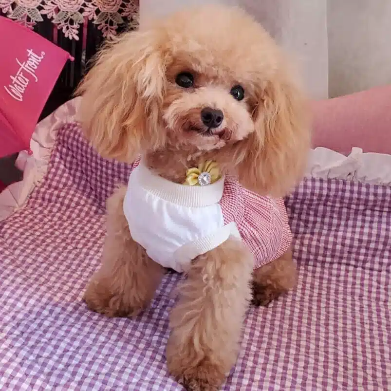 トイプー大好き