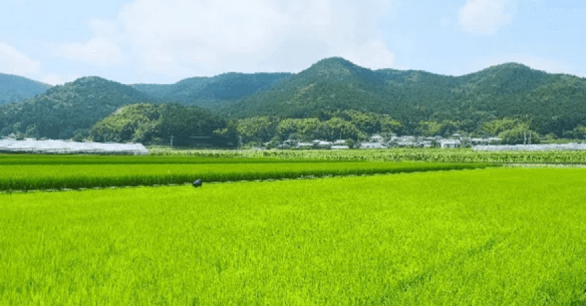 自然栽培天日干し米　ひめの凛20㌔ 令和4年度産 自然栽培 天日干し米 - Green Spoon Rice field の