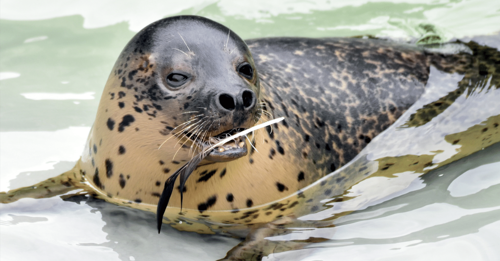 The Lost Universe 古代の巨大鰭脚類①鰭脚類の始まり｜美原さつき