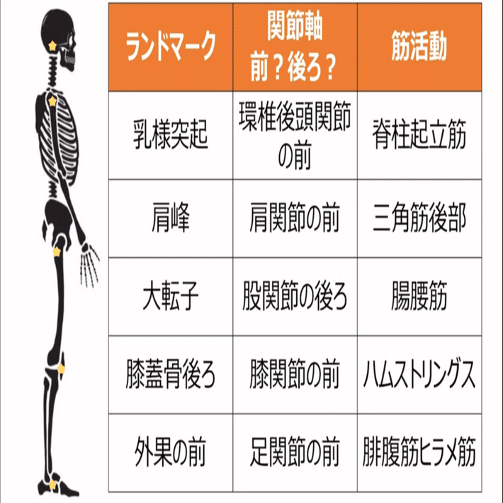 運動学 立位姿勢｜ネクストリハアカデミー
