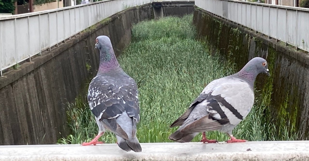 バカラ LOVING DOVES ハトツガイ ワインレッド バカラ クリスタル ハト