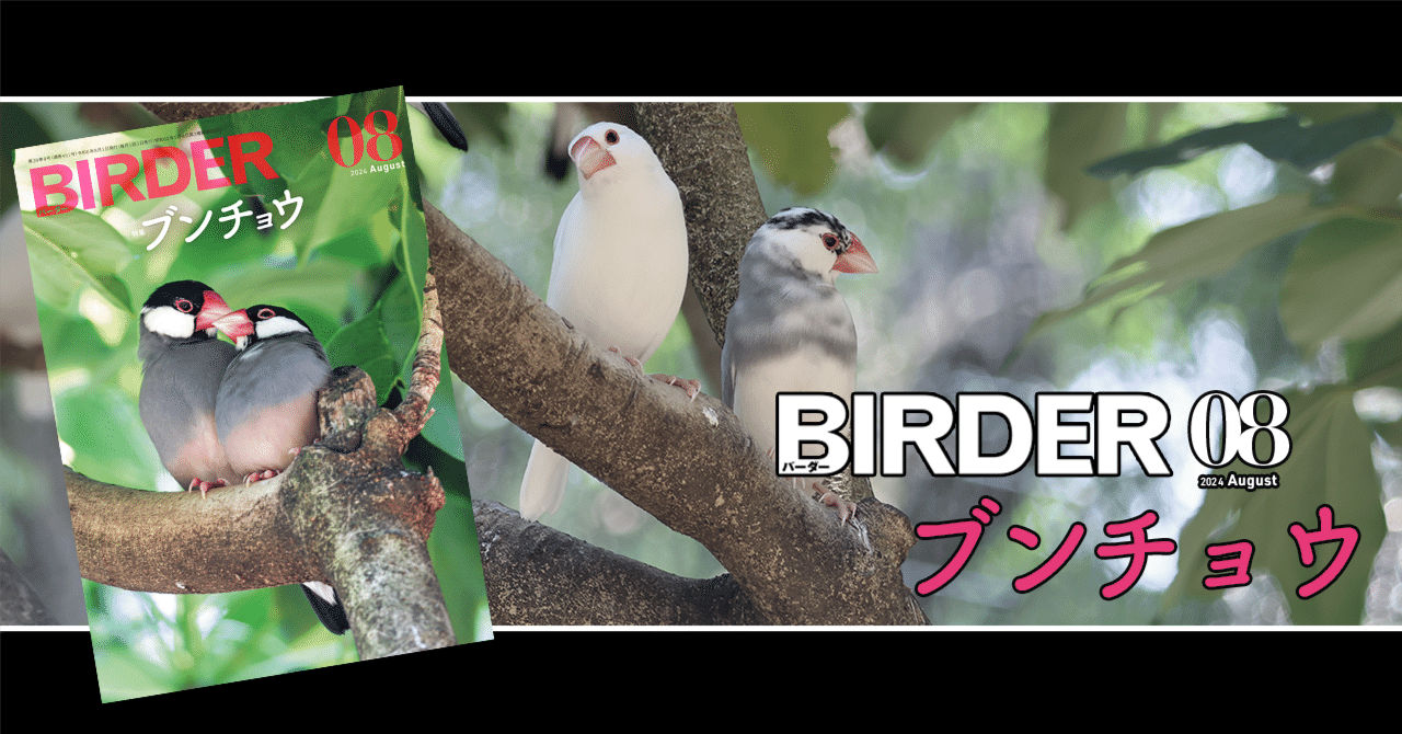 BIRDER8月号の見どころ｜ブンイチ（文一総合出版）