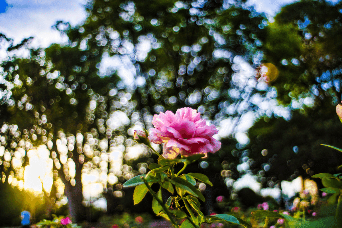 Old lens 遊び Komuranon 28mm F2.5｜Yoshiki77