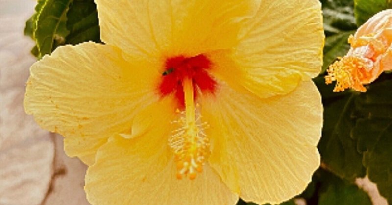 Hawaii Life💛 黄色のハイビスカスはハワイを代表するトロピカルフラワー🌺