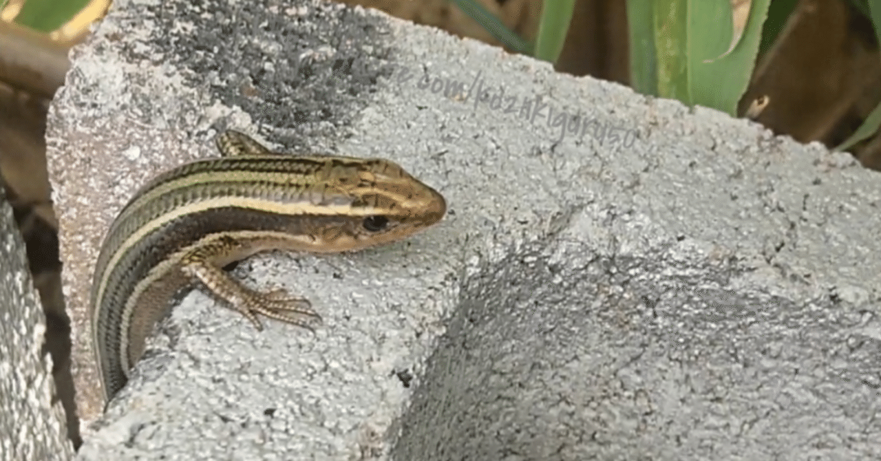 改めてニホントカゲをよく観察してみた｜いきものぐるり