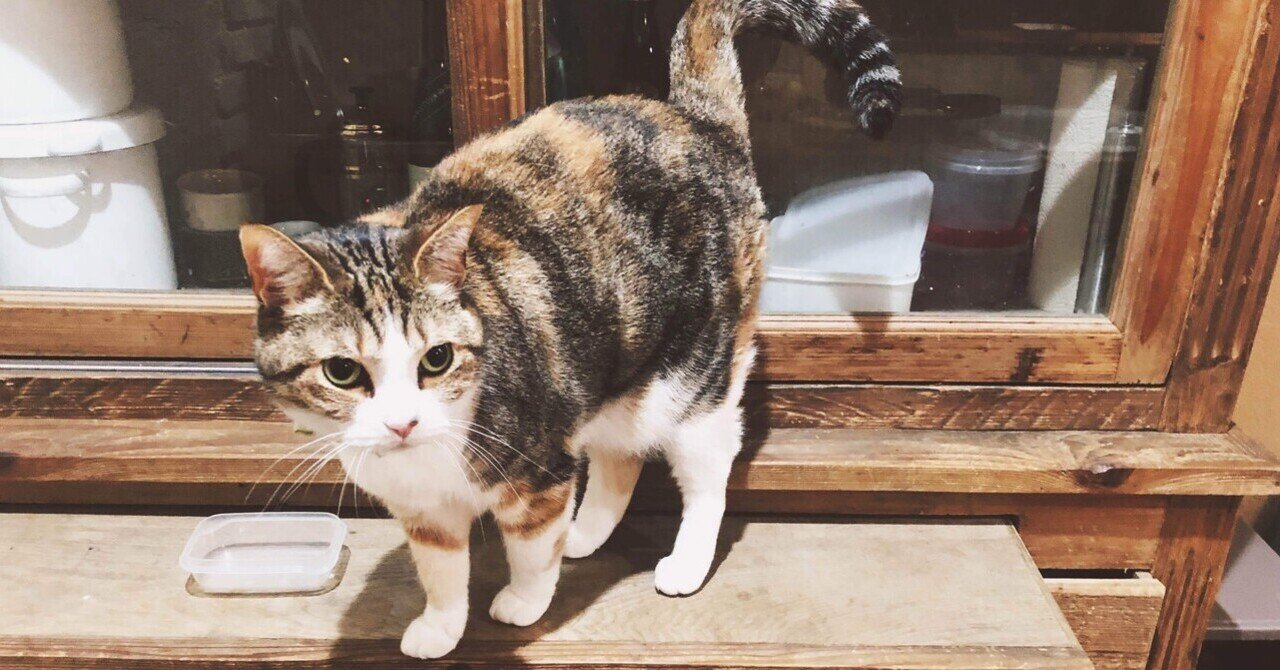 三毛猫ページ しっぽで遊ぶ三毛猫｜WooBia公式オンラインショップ – WooBia