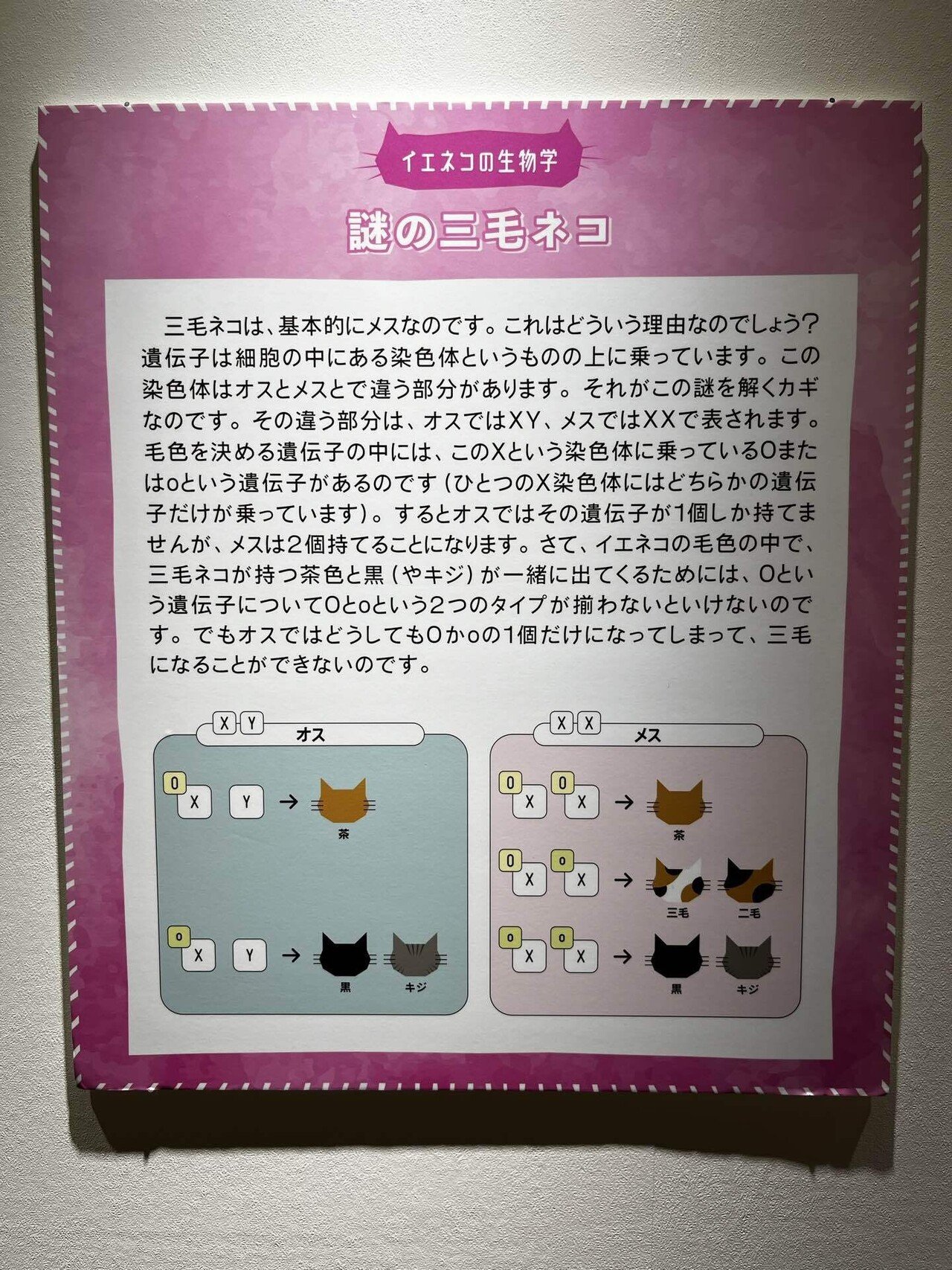 緑の木と三毛猫さん Amazon.co.jp: 三毛猫がくれた幸福: ボクを癒してくれた「役立たず」の