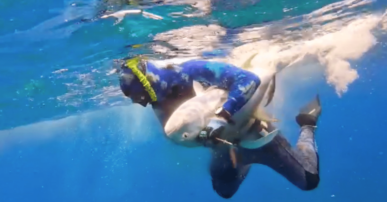 Freediving】【スピアフィッシング】 スピアガンでの魚突きはスポーツ