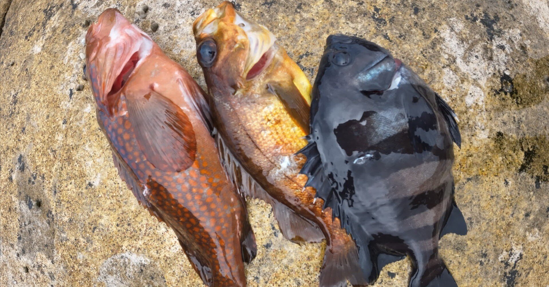 1c4db7433af0ea2ff9f9440b633cc0