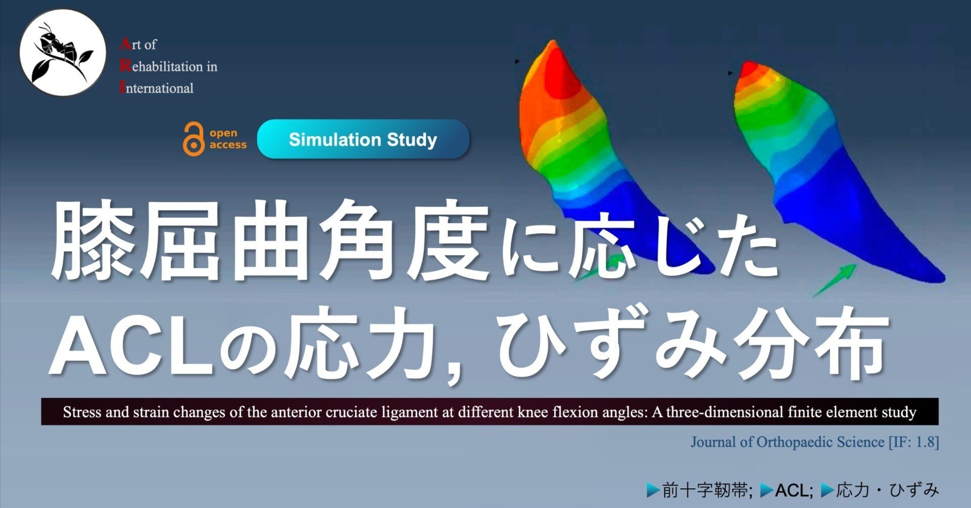 膝屈曲角度に応じたACLの応力, ひずみ分布｜Super Human | 理学