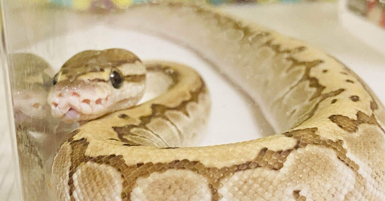 ボールパイソン ケージ K's shop様 【公式通販】