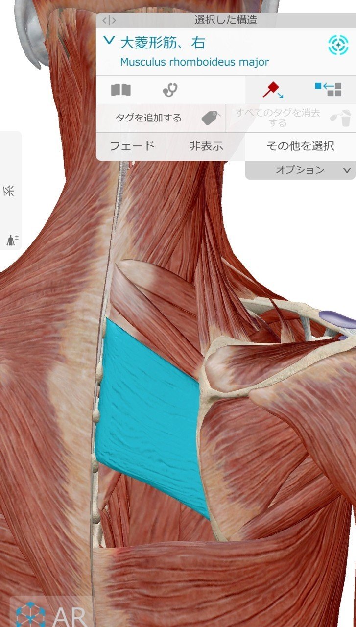 肩甲骨はがし 北川 雄介 身体能力開発専門家 Note 肩甲骨はがし 北川 雄介 身体能力開発専門家 Note