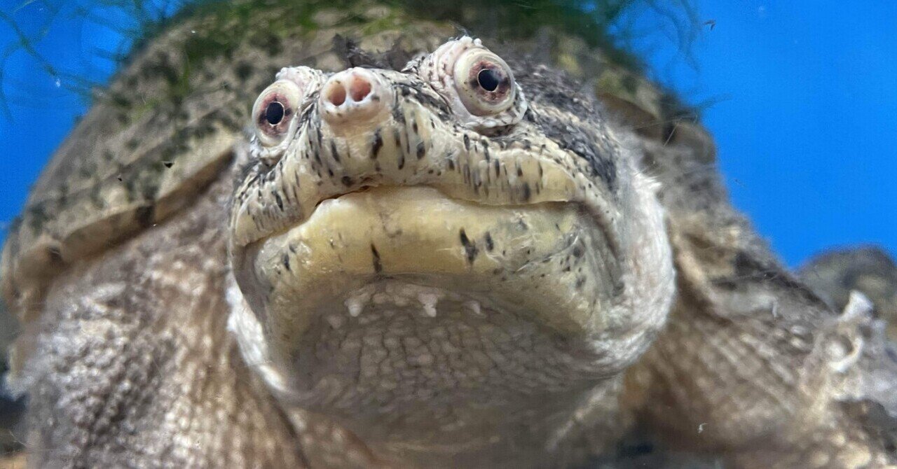 悪そう」な見た目…？｜桂浜水族館 公式