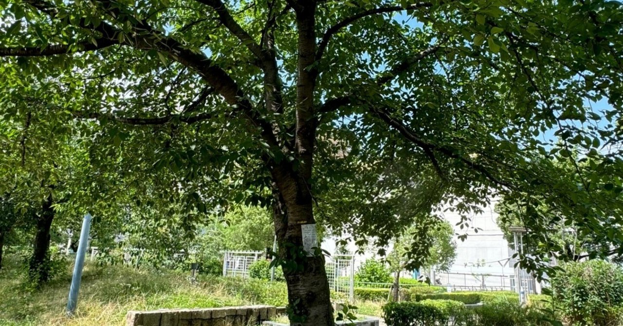 扇町公園 ”疑惑のサクラ”の行方は？｜大阪市の街路樹撤去を考える会